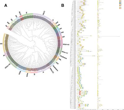 Comprehensive identification of bHLH transcription factors in Litsea cubeba reveals candidate gene involved in the monoterpene biosynthesis pathway